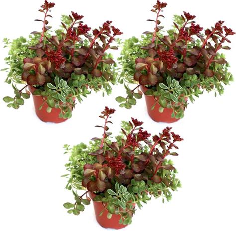 Sedum Rotsplant Vetplant Makkelijke Tuinplant Groen Dak 3