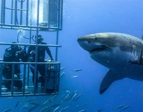 Things To Keep In Mind When Cage Diving With Sharks Desertdivers