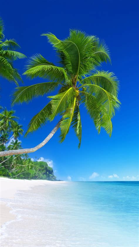 美しいビーチ、熱帯の楽園、ヤシの木、青い海 1080x1920 Iphone 8766s Plus 壁紙、背景、画像