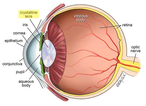 Refractive Lens Exchange – A Great Answer for Aging Eyes - Vancouver