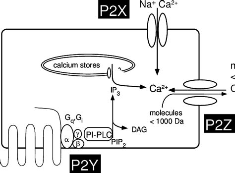 3 Signalling Pathways Of P2 Receptors Adapted From Dubyak