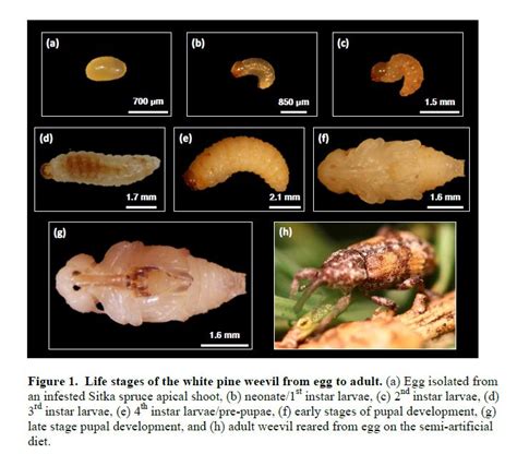 Life Stages Of The White Pine Weevil From Egg To Adult A Egg