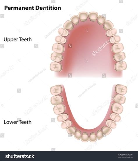 permanent teeth adult dentition stock vector royalty free 99312941 shutterstock