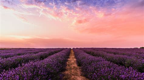 Photo Lavender Flower Field Under Pink Sky 1920x1080