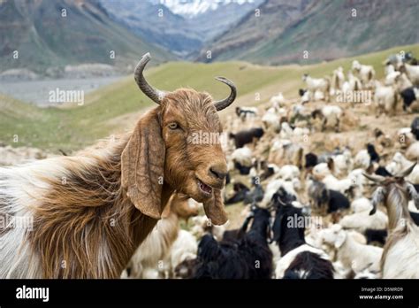 Herd Of Goats Hi Res Stock Photography And Images Alamy