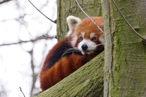 Kleiner Panda Foto And Bild Natur Zoo Tiere Bilder Auf Fotocommunity