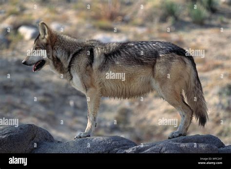Mexican Grey Wolf Female Canis Lupus Baileyi Northern Mexico