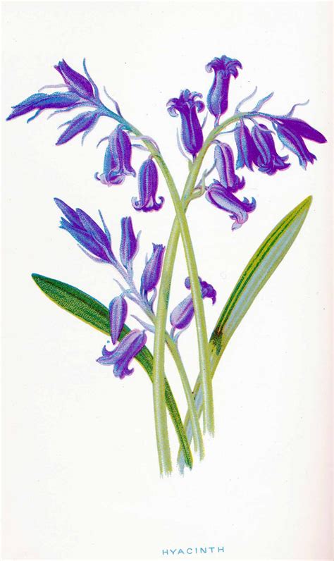 Blue Bell Flowers Flower Painting Flower Drawing