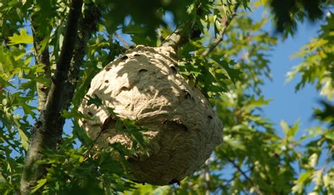 Asian Hornet Nests Found By Radio Tracking The Exeter Daily