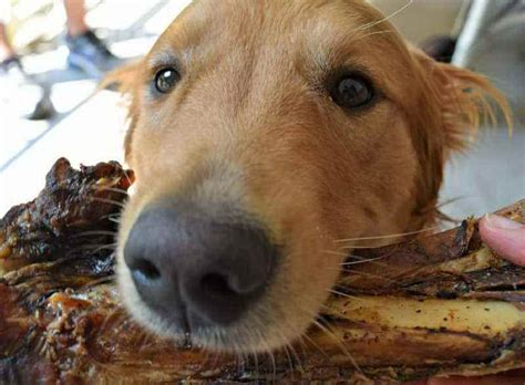 Can Dogs Eat Pork Rib Bones