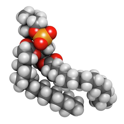 Pulmonary Surfactant Molecule Photograph By Molekuul