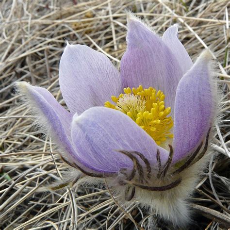 Purple Prairie Crocus Prairie Flower Crocus Flower Crocus