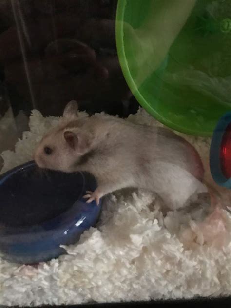 D Hamsters Amino