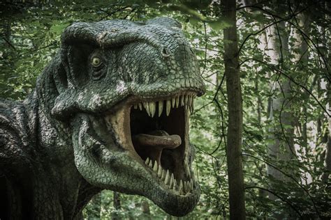 Tyrannosaurus Rex Free Stock Photo Public Domain Pictures