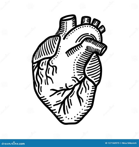 Heart Organ Icon Hand Drawn Style Stock Vector Illustration Of