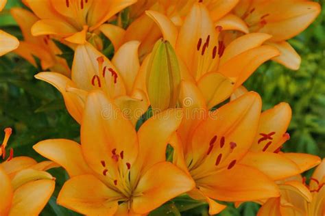 Orange Lilies In The Garden Close Up Stock Image Image Of Flora