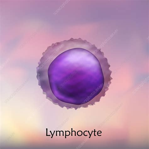 Lymphocyte White Blood Cell Illustration Stock Image F0221745