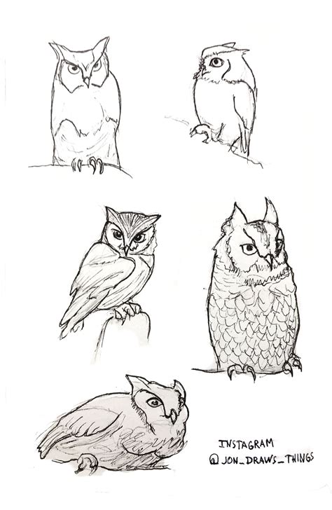 Eastern Screech Owl Drawing Reference Owls Drawing Cute Animal