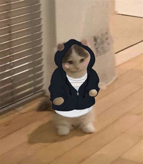 pin on standing cat meme