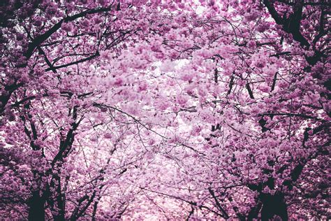 Free Images Bloom Blooming Branches Cherry Blossom Famous
