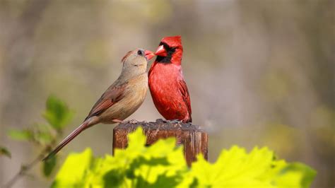 Species Spotlight Northern Cardinal
