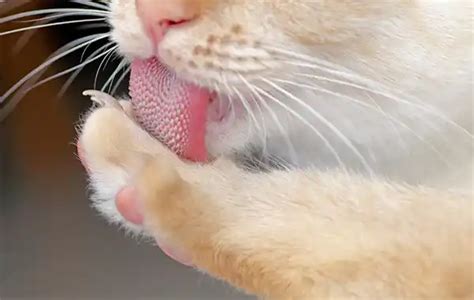 Why Do Cats Have Rough Tongues Your Cat