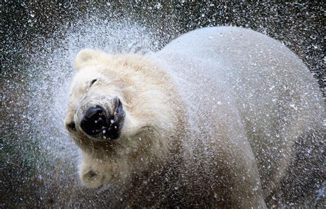 Polar Bears Can Swim Hundreds Of Miles Without A Break Says New