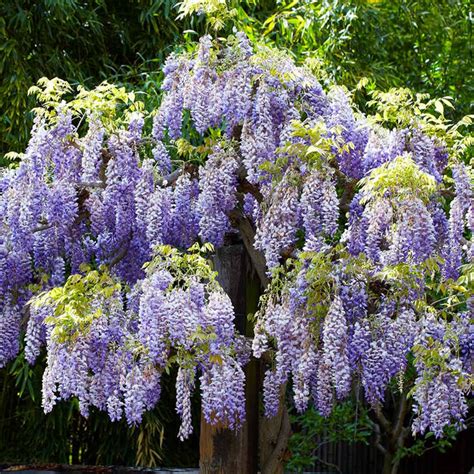 Wisteria Trees For Sale