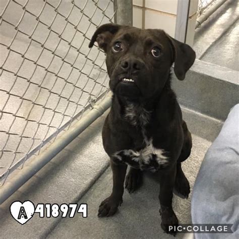 This story has several twists and turns, so have your tissues ready. Boxador dog for Adoption in San Antonio, TX. ADN-453089 on ...
