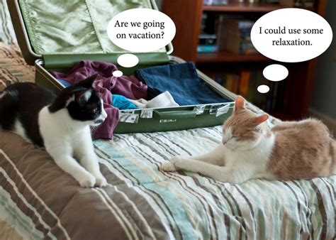 Cats Going On Vacation Humor Kittens Catsand Puppies Pintere