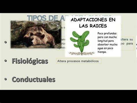 Plataforma Evaluar Celo Adaptaciones Fisiologicas En Las Plantas