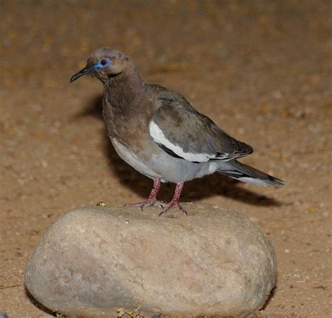 White Winged Dove Photographed In The Sonoran Desert Thes Flickr