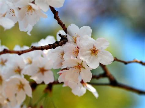 Cherry Blossoms Photos Cherry Trees Wallpaper Download Photos