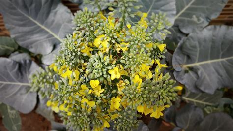 Can You Still Eat Broccoli After Flowering Uk