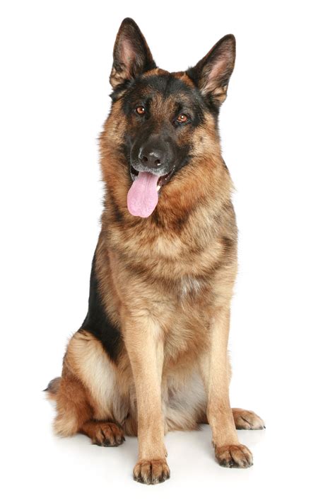 Dog Png Image Transparent Image Download Size 1633x2449px