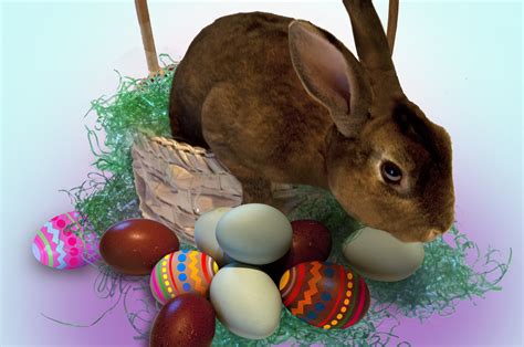 Easter Bunny Visits In Palos Verdes And Egg Hunts | Palos Verdes Source