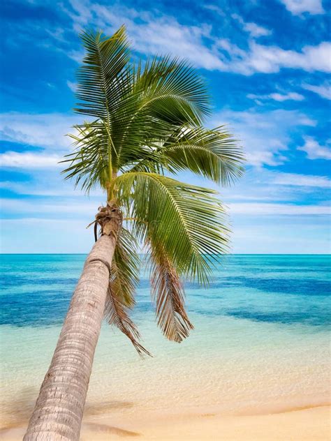 Palm Tree Bending Over Turquoise Sea On A Paradise Beach Stock Photo