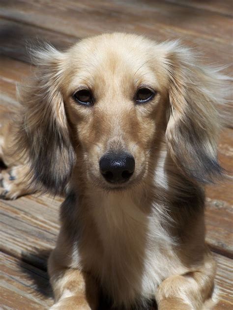 Stay updated about long haired dachshund puppies for sale. Shaded English Cream Long-Haired Dachshund... | Hot ...