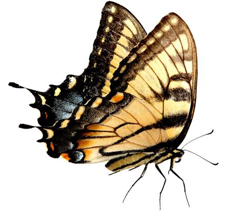 Mariposa De Swallowtail Del Tigre De Pascua Foto De Archivo Imagen De