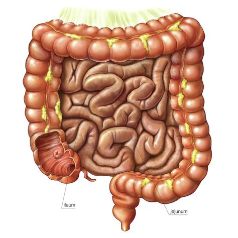 Digestive System Photograph By Asklepios Medical Atlas Hot Sex Picture