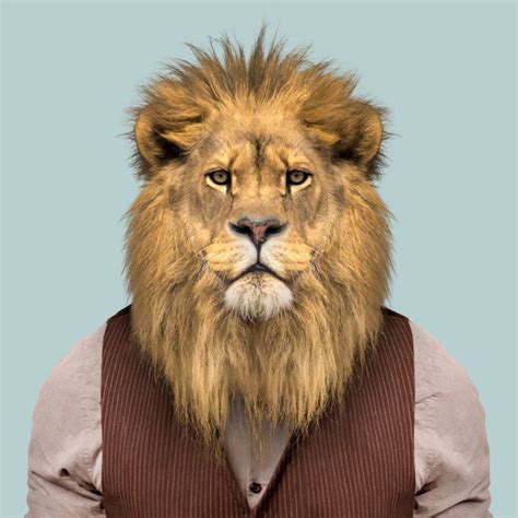 Yago Partal Photography Artwork And Film Zoo Portraits Lion