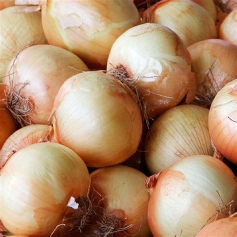 Yellow Sweet Spanish Onion Plants For Sale Free Shipping