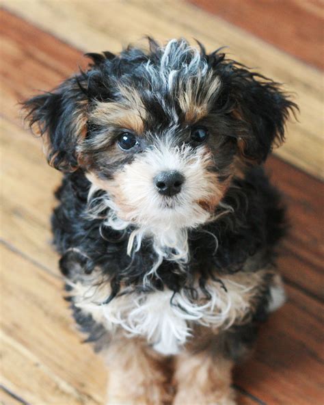 Toy Poodle Yorkshire Terrier Mix Achieving Good Blawker Gallery Of Images
