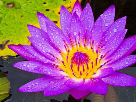 Water Lily Purple And Yellow Flower Hd Wallpaper High Definition For