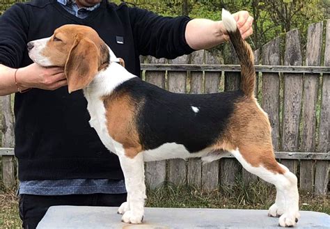 Sherwood - Beagle Puppy for sale | Euro Puppy