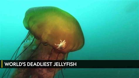 Watch Worlds Deadliest Jellyfish On Tv Osn Home Uae