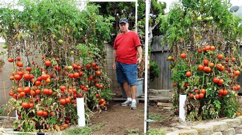 How Far Apart To Plant Tomatoes In A Raised Bed Awikzi