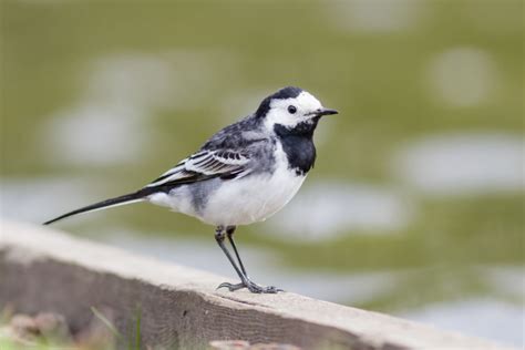 Pied Wagtail Motacilla Alba Ae James