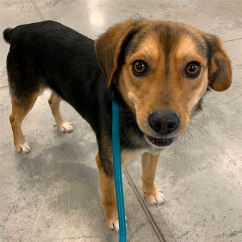 Golden Retriever Beagle Mix The Most Awesome Hybrid Dog Breed Ever