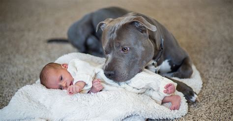 A Heartwarming Story Of A Sweet Pit Bull And The Little Girl He Loved